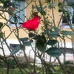 Milano Missori Rose Garden View
