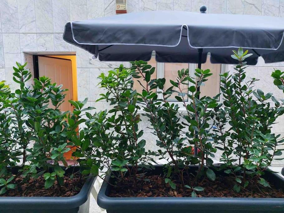 Con Terrazzo Apartment