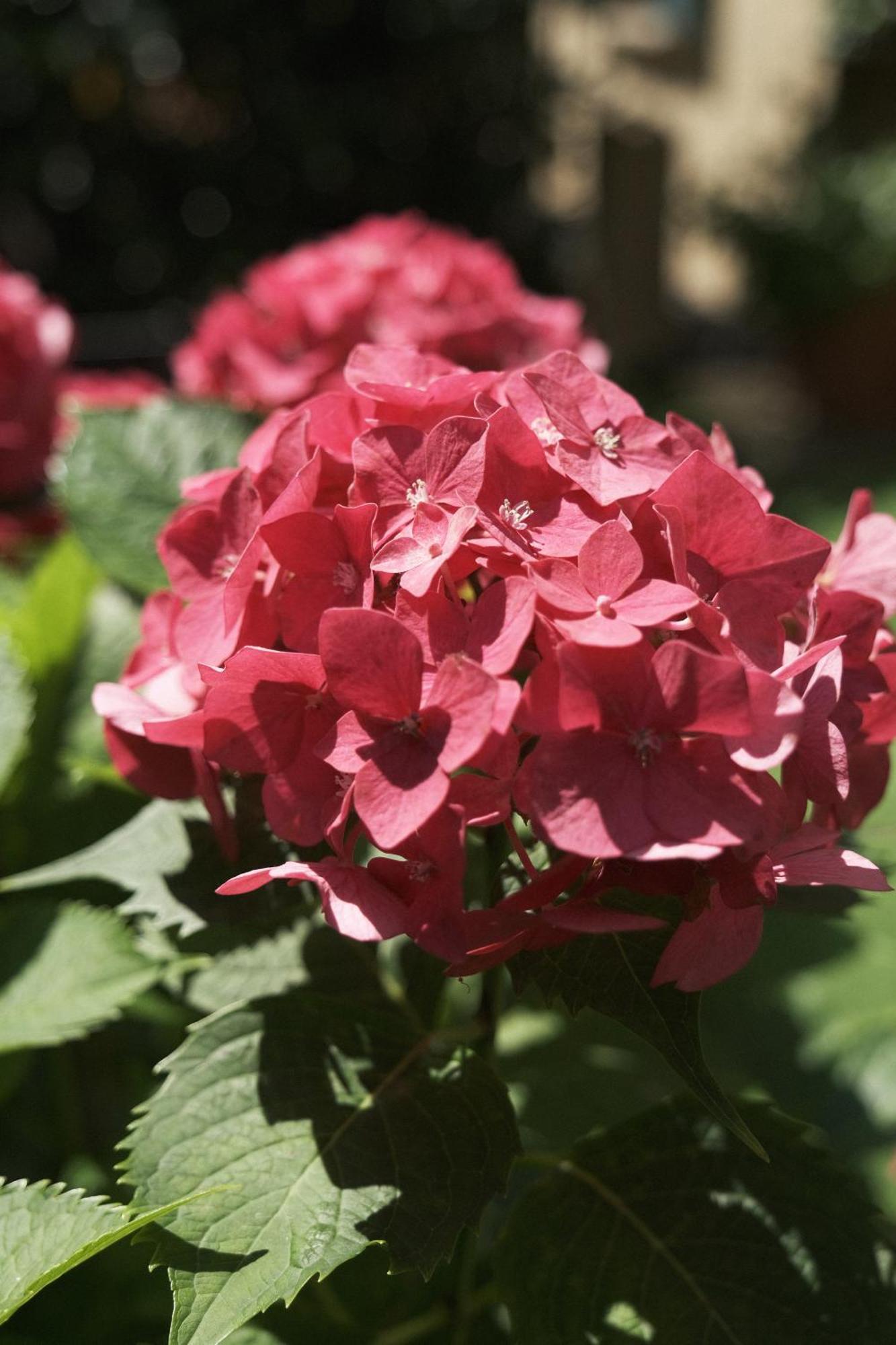 Comecasa Flowery Terraced