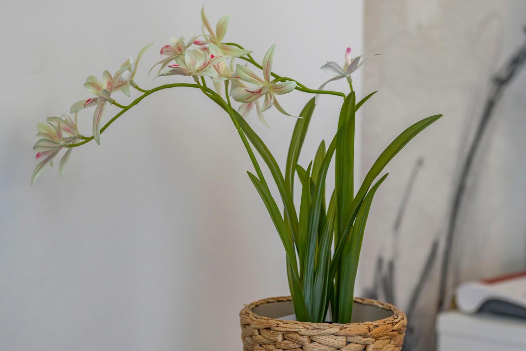 Apartamento Stradivarius House - Carozzi *