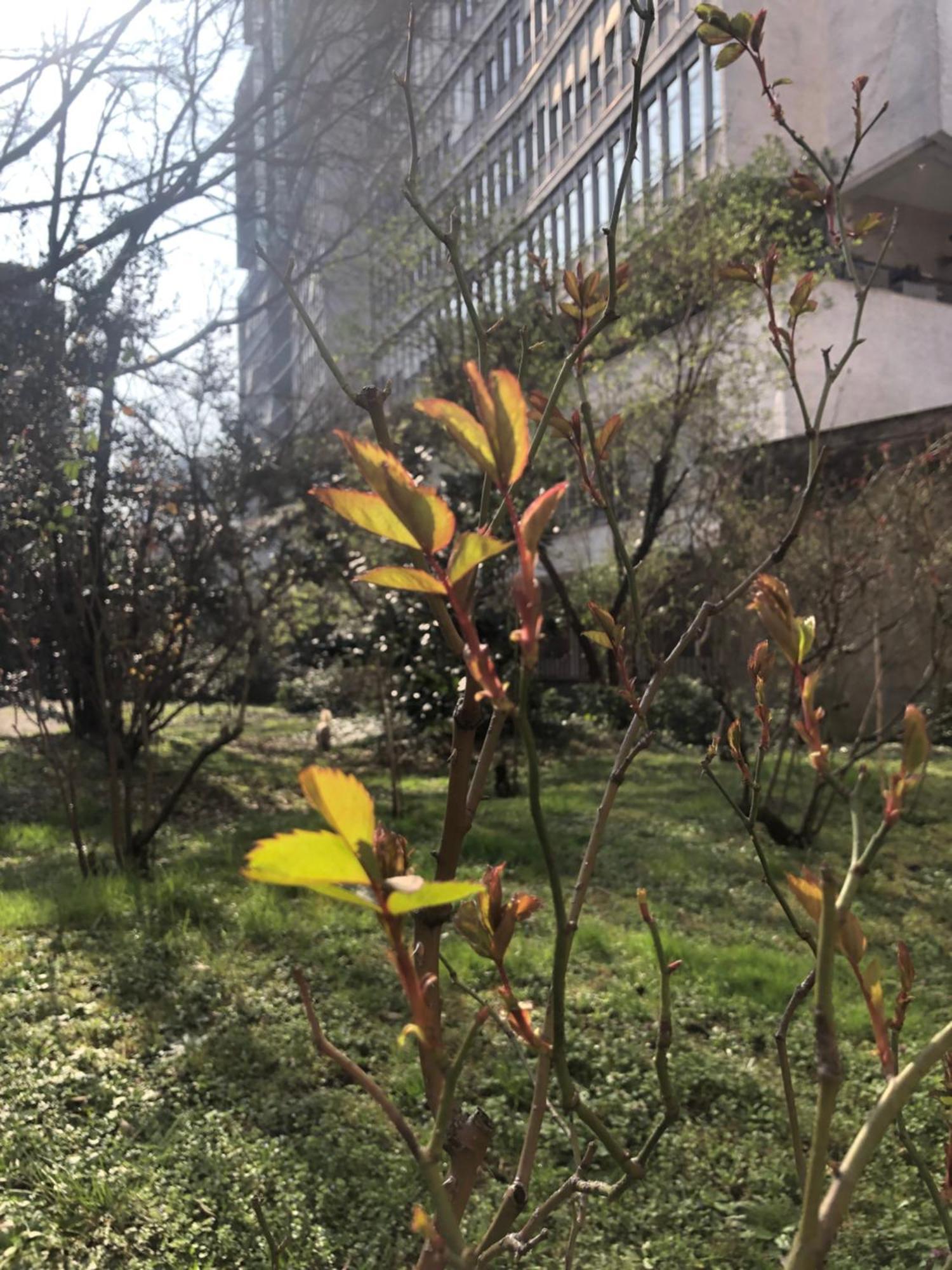 Apartment Missori Rose Garden View