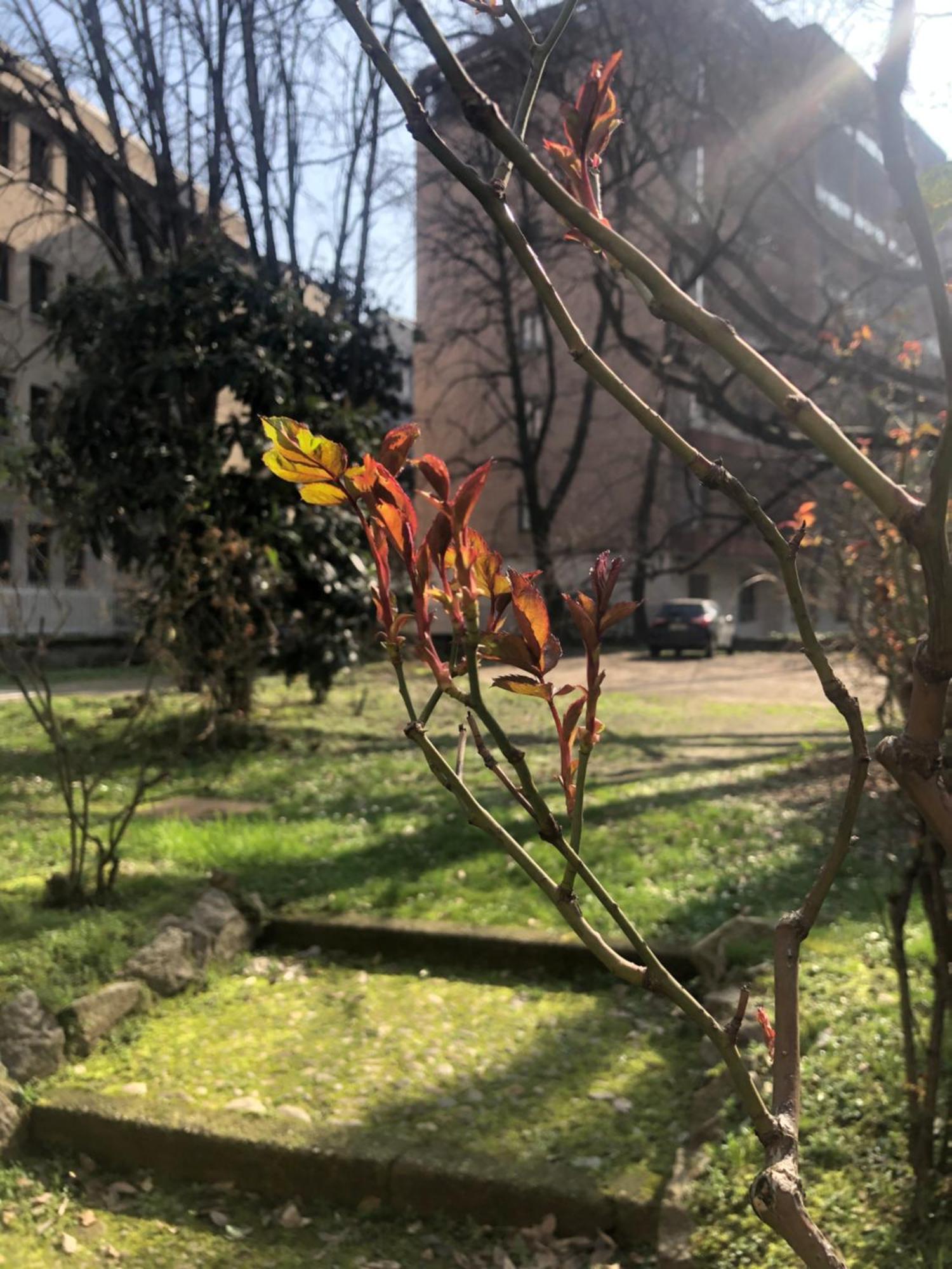Missori Rose Garden View * Mailand