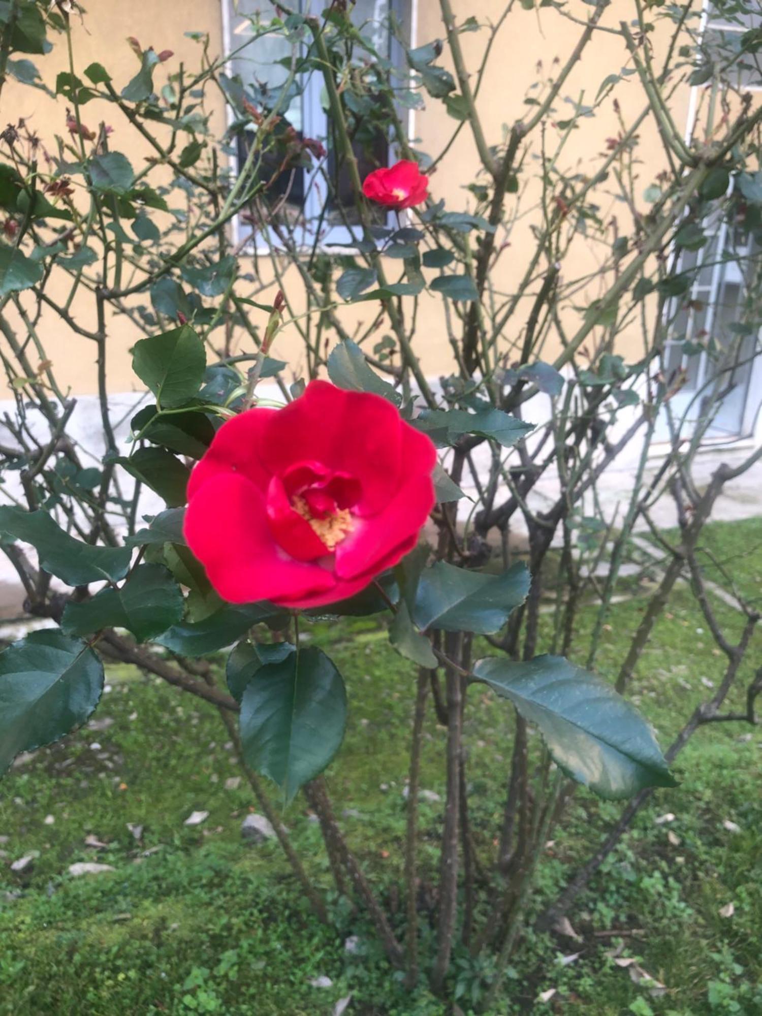 Missori Rose Garden View Apartment *