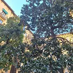 A Casa Di Ross