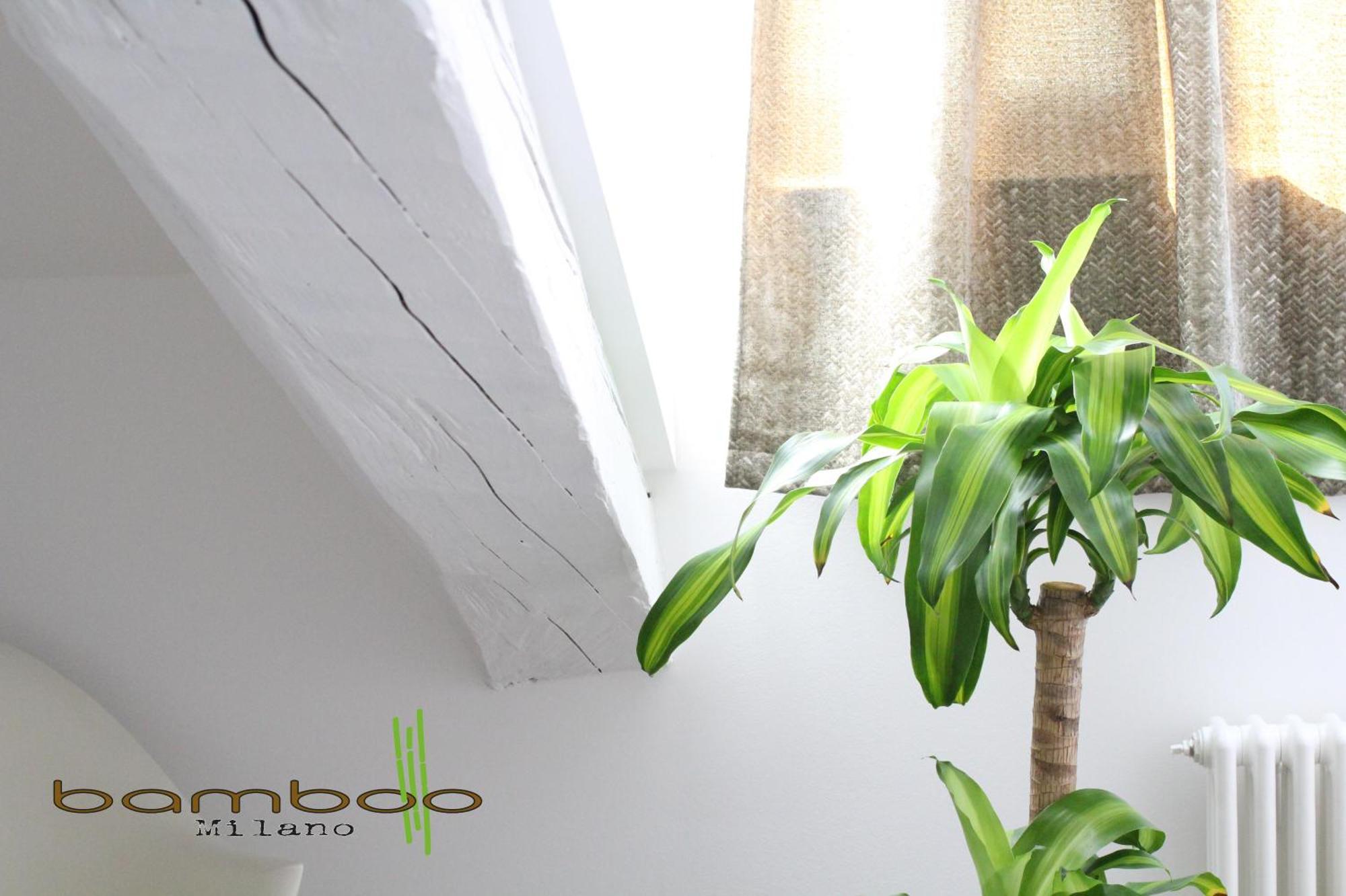 Bamboo Isonzo *
